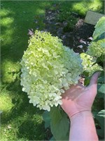 Минти Спирит (Hydrangea paniculata Minty Spirit) 3515