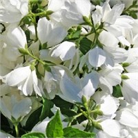 Мон Блан (Philadelphus Mont Blanc) 3524