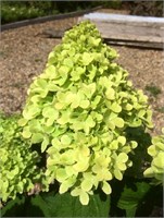 Мохито (Hydrangea paniculata Mojito) 3536