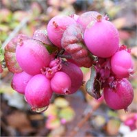 Мэджик Берри (Symphoricarpos doorenbosii Magic Berry) 3552