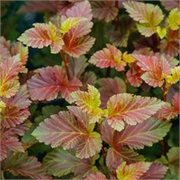 Мэджик Болл (Physocarpus opulifolius Magic Ball) 3553