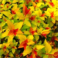 Мэджик Карпет (Spiraea japonica Magic Carpet) 3556