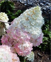 Мэджикал Андес (Hydrangea paniculata Magical Andes) 3557