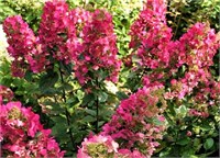 Мэджикал Везувио (Hydrangea paniculata Magical Vesuvio) 3559