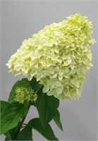Мэджикал Кэндл (Hydrangea paniculata Magical Candle) 3562