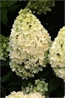 Мэджикал Маттерхорн (Hydrangea paniculata Magical Matterhorn) 3566