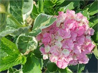 Мэджикал Парти Тайм (Hydrangea macrophylla Magical Party Time) 3571