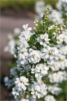 Мэджикал Спрингтайм (Exochorda macrantha Magical Springtime) 3575