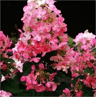Мэджикал Файр (Hydrangea paniculata Magical Fire) 3577