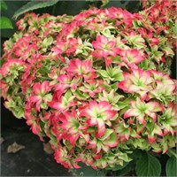 Мэджикал Фарфалла (Hydrangea macrophylla Magical Farfalla) 3578