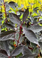 Найтфолл (Cornus alba Nightfall) 3582