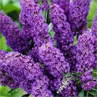 Нано Блю (Buddleja davidii Nanho Blue) 3607