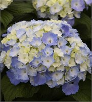 Никко-Блю (Hydrangea macrophylla Nikko Blue) 3621