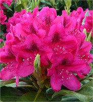 Нова Зембла (Rhododendron Nova Zembla) 3623