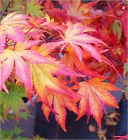 Орандж Дрим (Acer palmatum Orange Dream) 3639