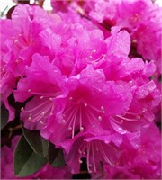 П. Джи. М. Элит (Rhododendron P.J.M Elite) 3643