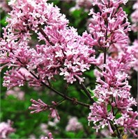 Палибин (Syringa meyeri Palibin) 3644