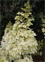 Петит Лантерн (Hydrangea paniculata Petite Lantern) 3664