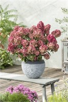 Петит Стар (Hydrangea paniculata Petite Star) 3665