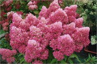 Петит Флори (Hydrangea paniculata Petite Flori) 3668