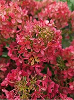 Петит Черри (Hydrangea paniculata Petite Cherry) 3670