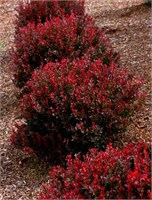 Пигми Руби (Berberis thunbergii Pygmy Ruby) 3671