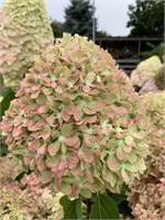 Пиксио (Hydrangea paniculata Pixio) 3676