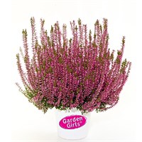 Пинк Беттина (Calluna vulgaris Pink Bettina) 3680