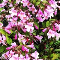 Пинк Клауд (Kolkwitzia amabilis Pink Cloud) 3683