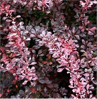 Пинк Куин (Berberis thunbergii Pink Queen) 3684
