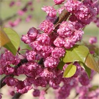 Пинк Пом Помс (Cercis canadensis Pink Pompon) 3688