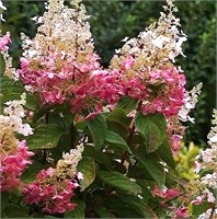 Пинки Винки (Hydrangea paniculata Pinky Winky) 3694