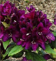 Полярная ночь (Rhododendron Polarnacht) 3702