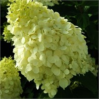 Полярный Медведь (Hydrangea paniculata Polar Bear) 3704