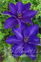 Президент (Clematis The President) 3708