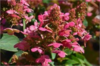 Прим Рэд (Hydrangea paniculata Prim Red) 3710