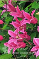 Принцесса Диана (Clematis Princess Diana) 3714