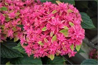 Принцесса Диана (Hydrangea macrophylla Princess Diana) 3716