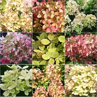 Пэстел Грин Ренколор (Hydrangea paniculata Pastelgreen Rencolor) 3725