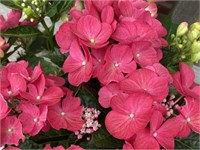 Ребелион Дарк Пинк Лов (Hydrangea macrophylla Rebelion Dark Pink Love) 3730