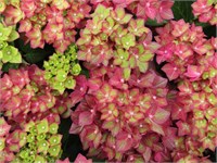 Ребелион Рэд Лов (Hydrangea macrophylla Rebelion Red Love) 3732