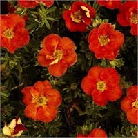 Ред Айс (Potentilla fruticosa Red Ace) 3737