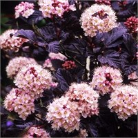 Ред Барон (Physocarpus opulifolius Red Baron) 3738