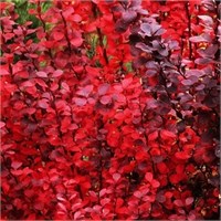 Ред Пиллар (Berberis thunbergii Red Pillar) 3741