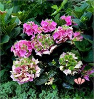 Рембрандт Антико Фреско (Hydrangea macrophylla Rembrandt Antico Fresco) 3745