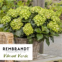 Рембрандт Вибрант Верде (Hydrangea macrophylla Rembrandt Vibrant Verde) 3747