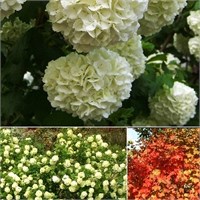 Розеум (Viburnum opulus Roseum) 3756
