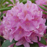 Розеум Элеганс (Rhododendron Roseum Elegans) 3760