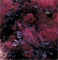 Ройал Пурпл (Cotinus coggygria Royal Purple) 3761