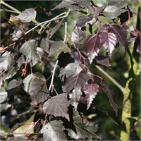 Ройал Фрост (Betula pendula Royal Frost) 3763